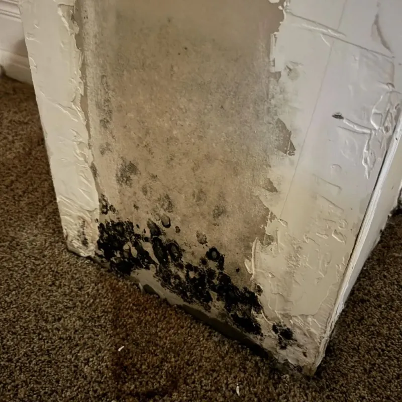 Professional Mold Removal in Johnstown, NY